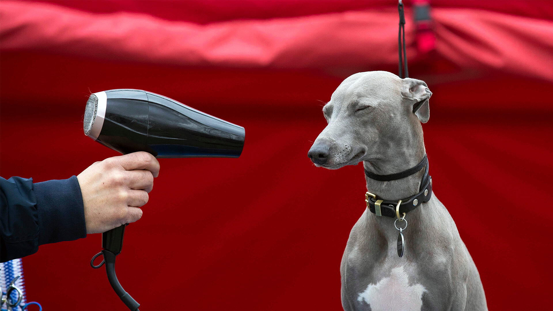 Best of Crufts S1 E01 – An A-Z