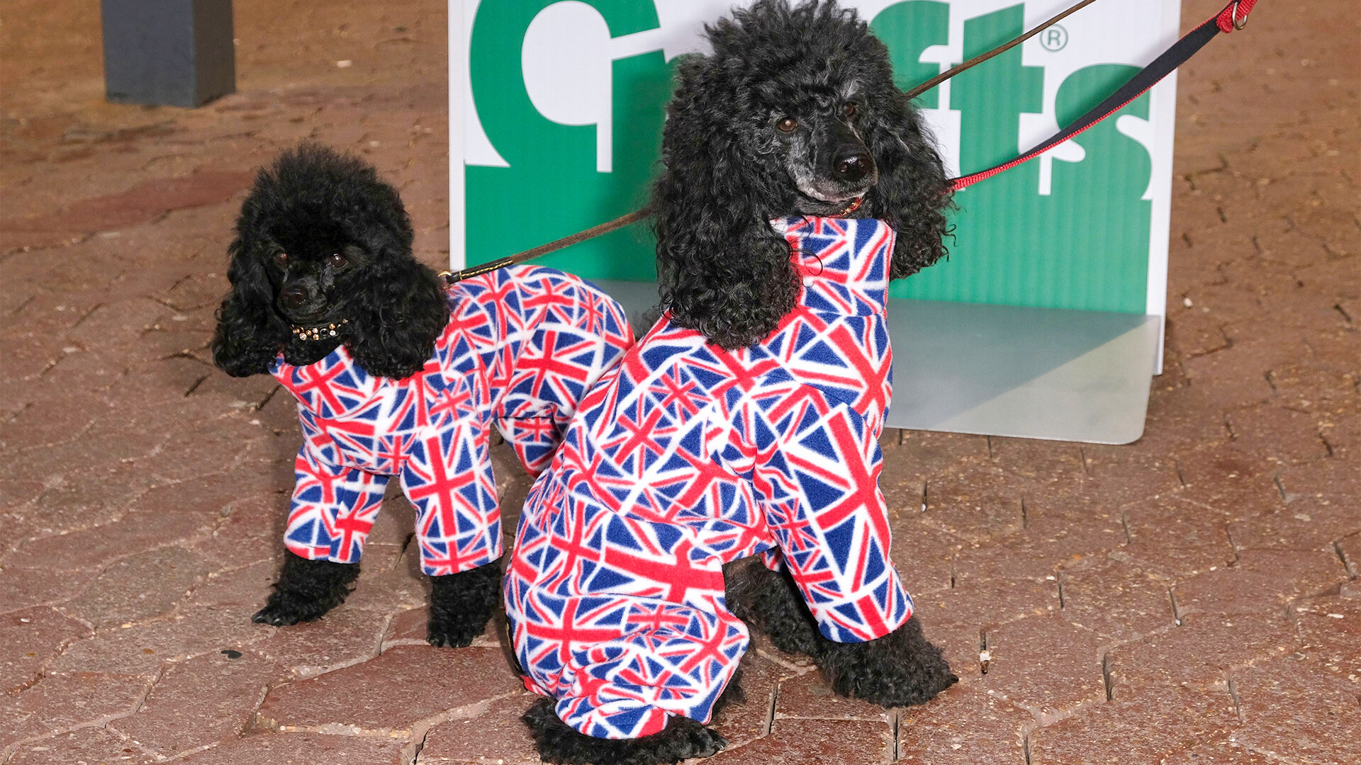 Best of Crufts S1 E02 – Happy Dogs