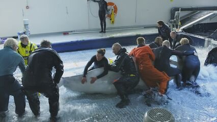 Telefacts Zomer S2021 E03 – De grote walvisverhuizing (deel 1)