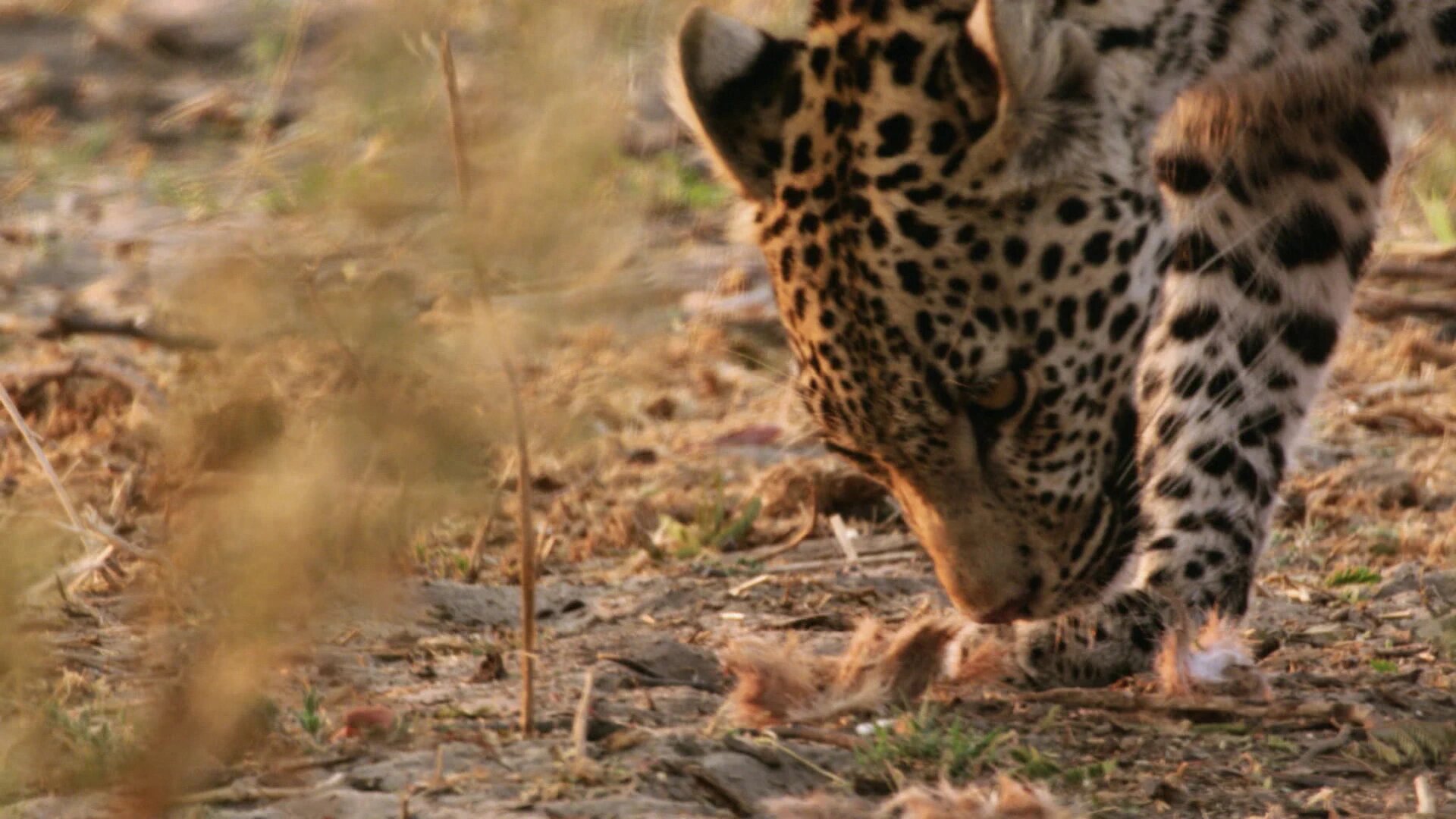 Africa's Deadliest S4 E03 – Steal or Die