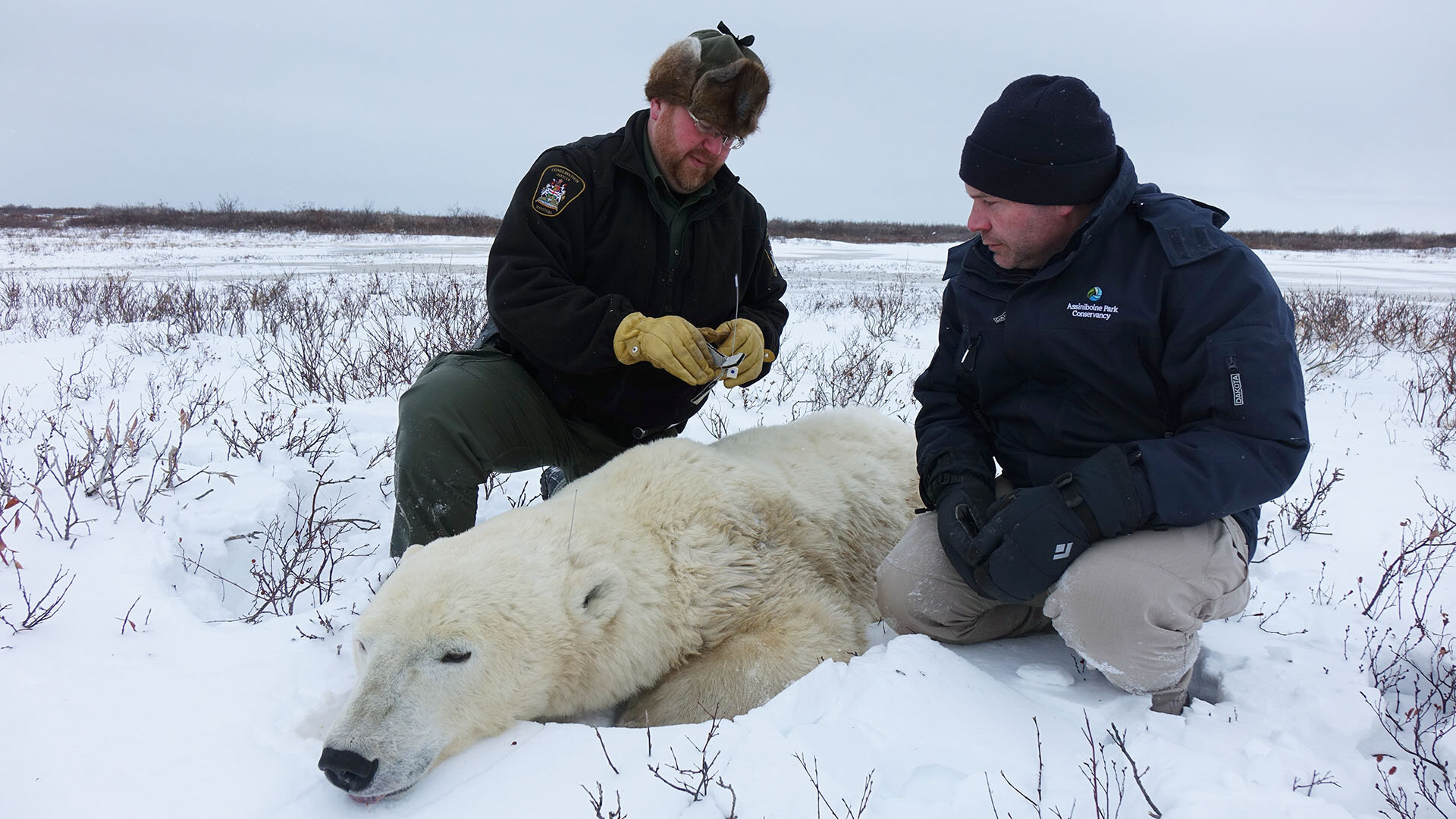 Arctic Vets S1 E01 – Polar Bear Heli-Rescue