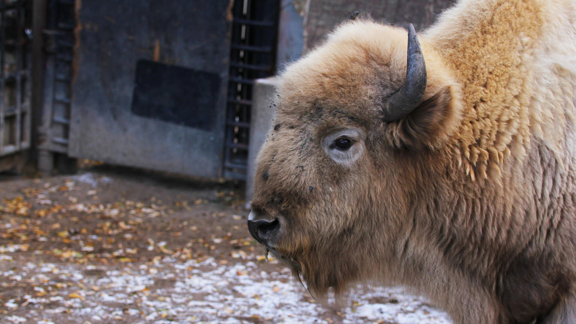 Arctic Vets S1 E03 – Beluga Scars, a Cracked Beak and Broken Polar Bear Teeth