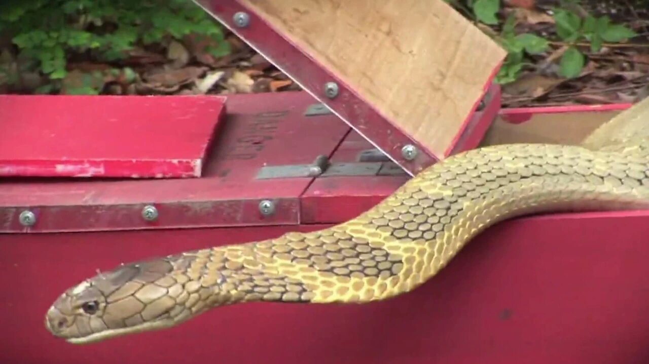 Cannibal Gator