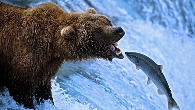 Nature's Great Events S1 E02 – The Great Salmon Run