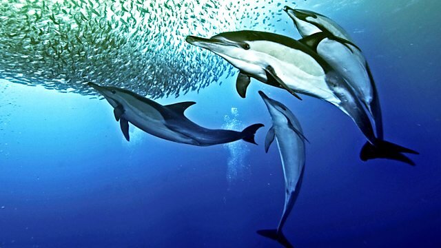 Nature's Great Events S1 E04 – The Great Tide