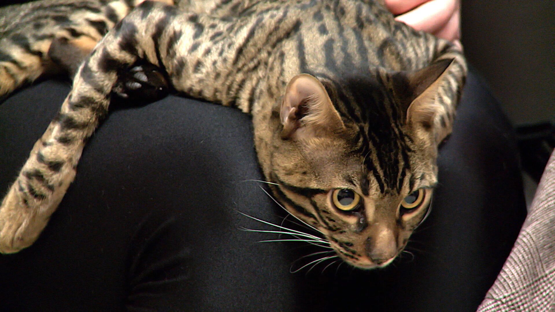 Nine Lives and Counting