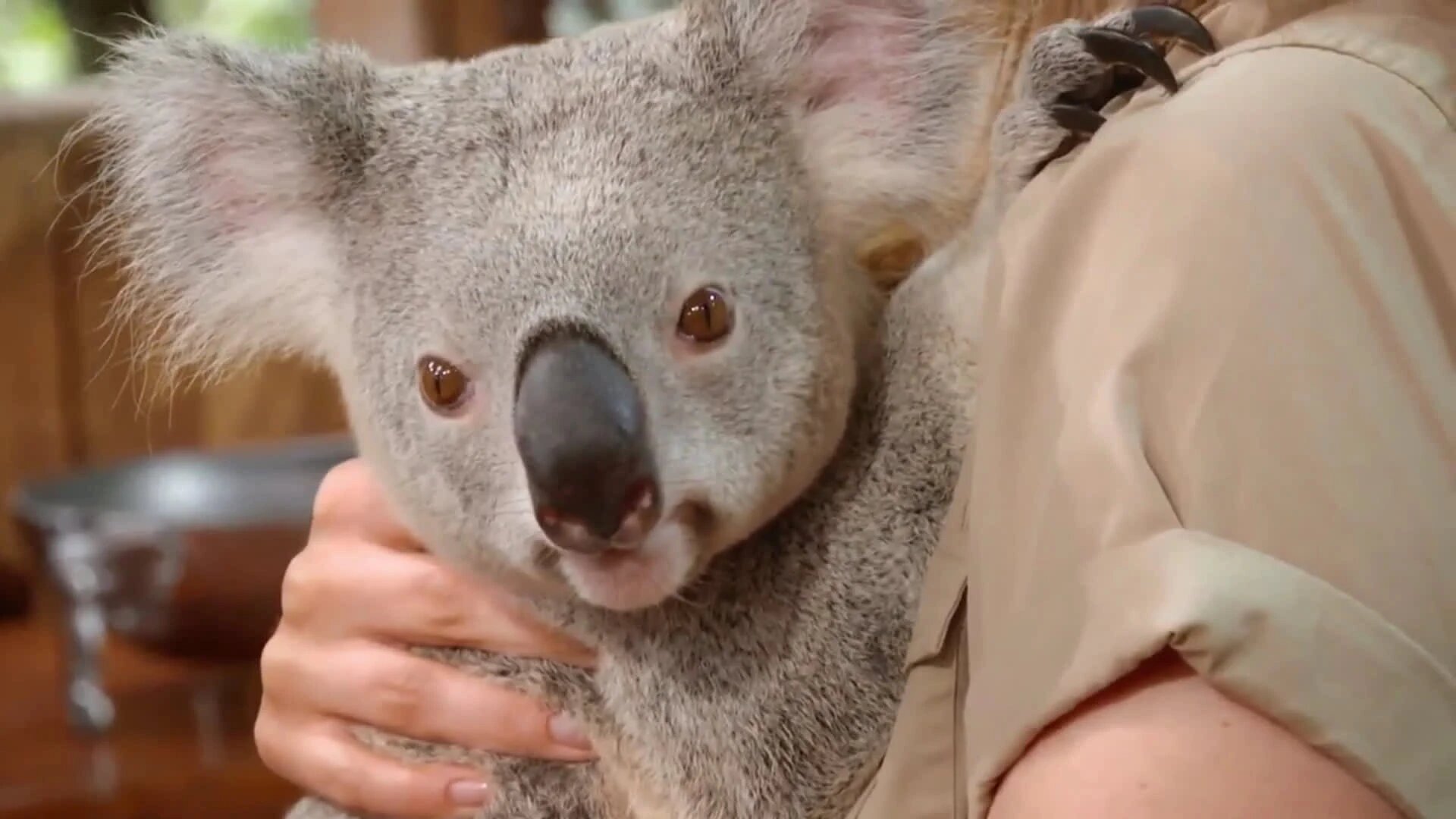 Wild Times S1 E01 – Koala Koala Koaloa