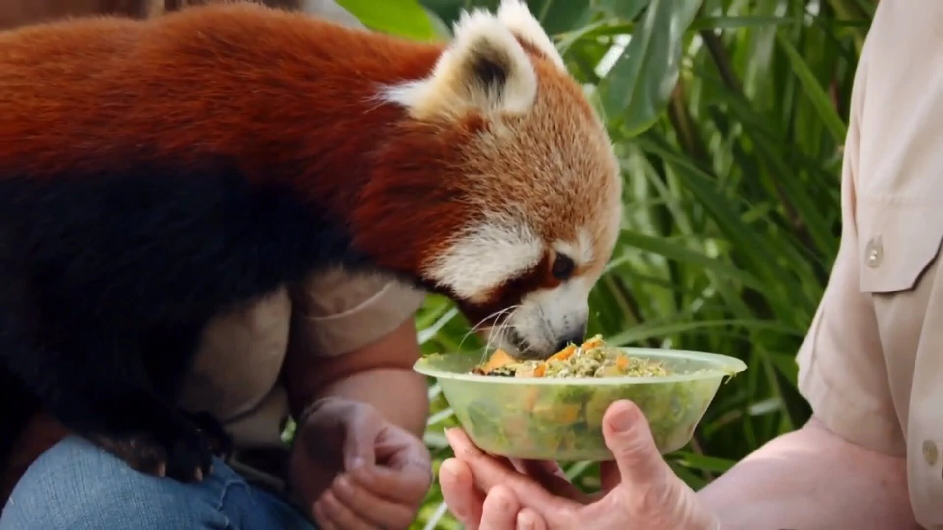 Wild Times S1 E02 – Ravi the Red Panda