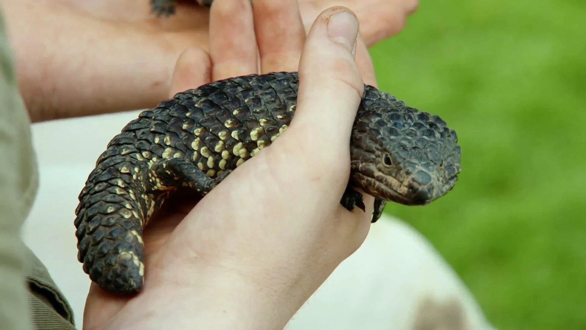 Wild Times S1 E10 – A Season of Wild Times