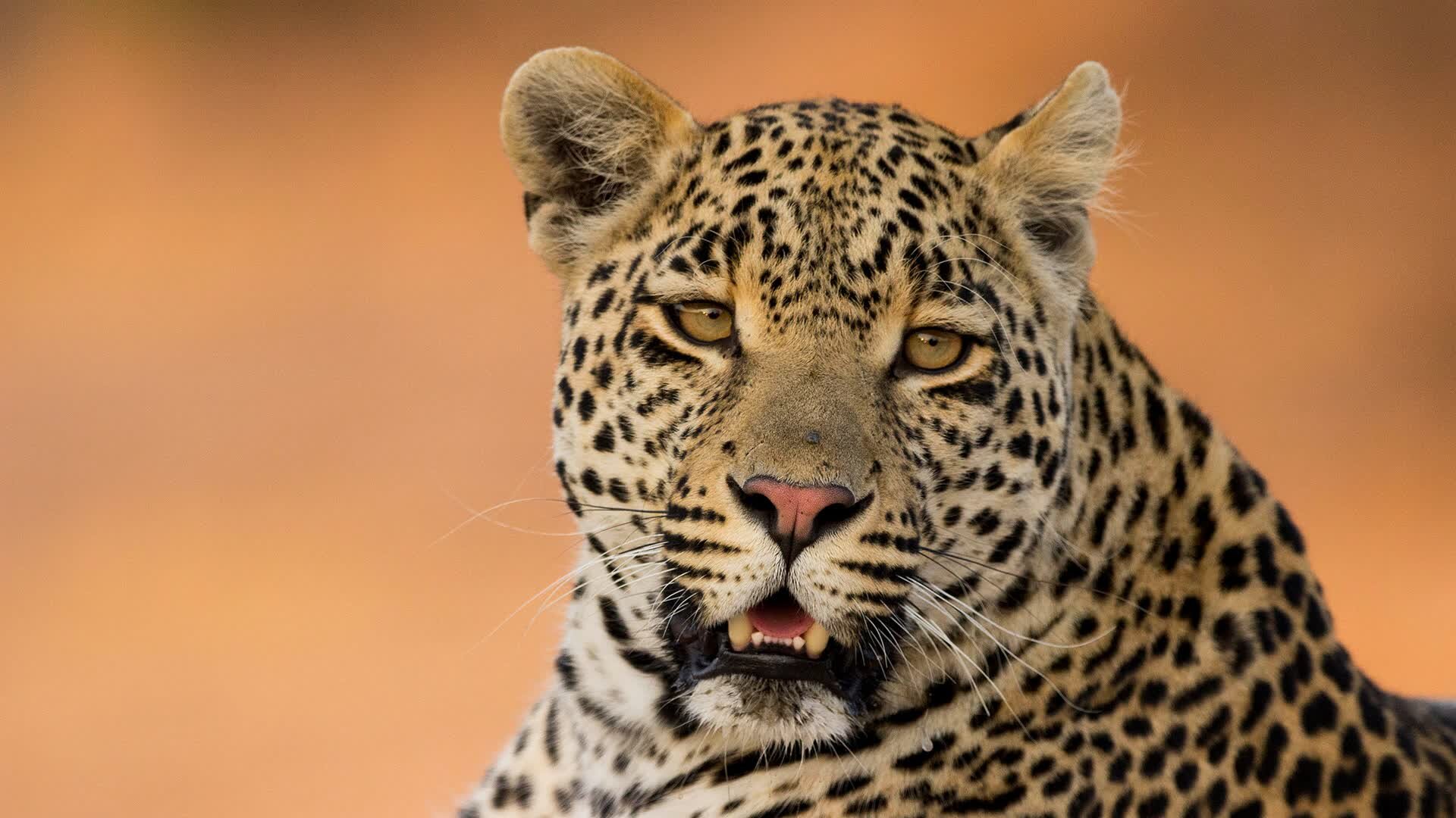A Leopard's Tale