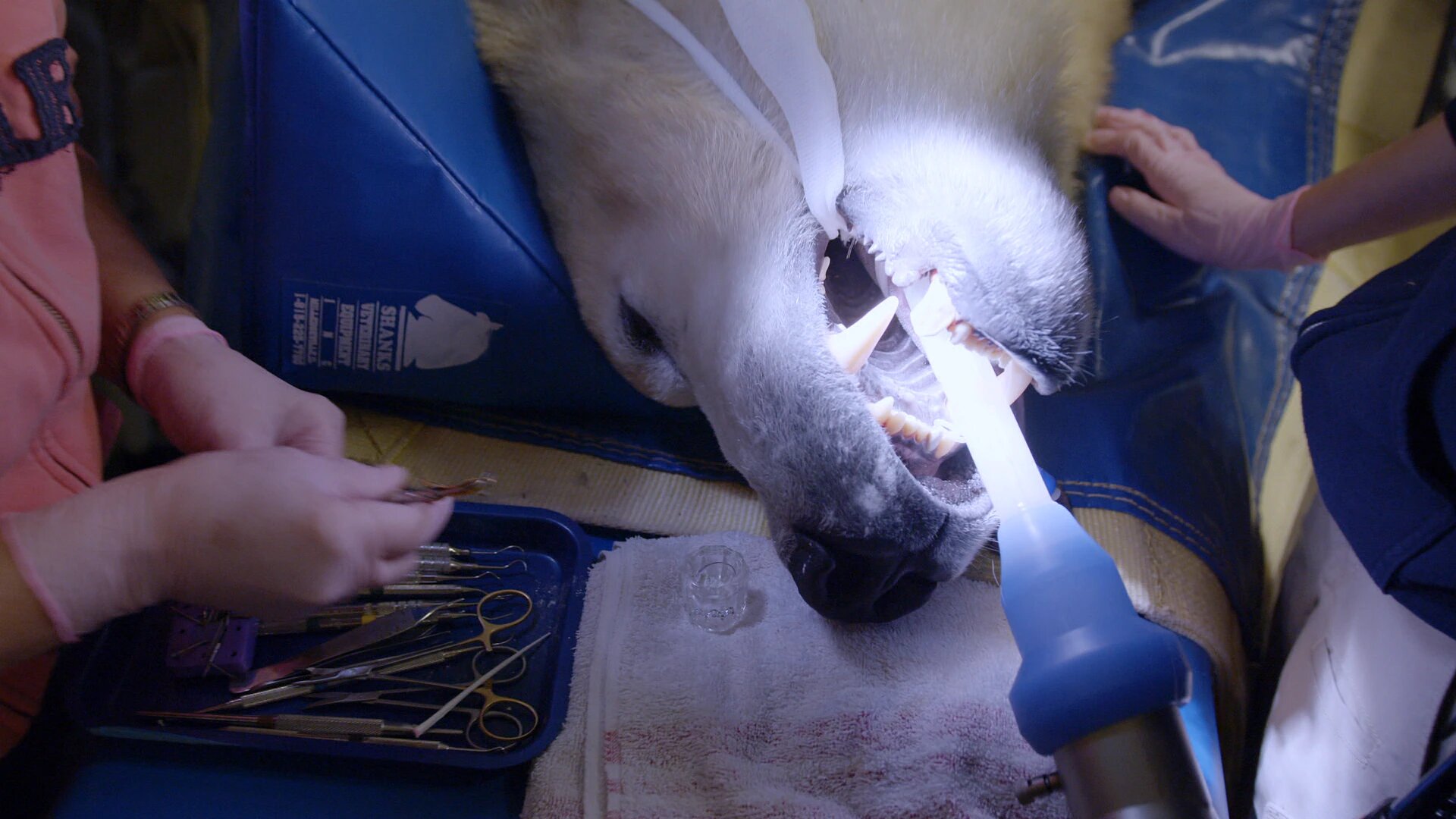 Arctic Vets S2 E01 – Polar Bear Rush Hour