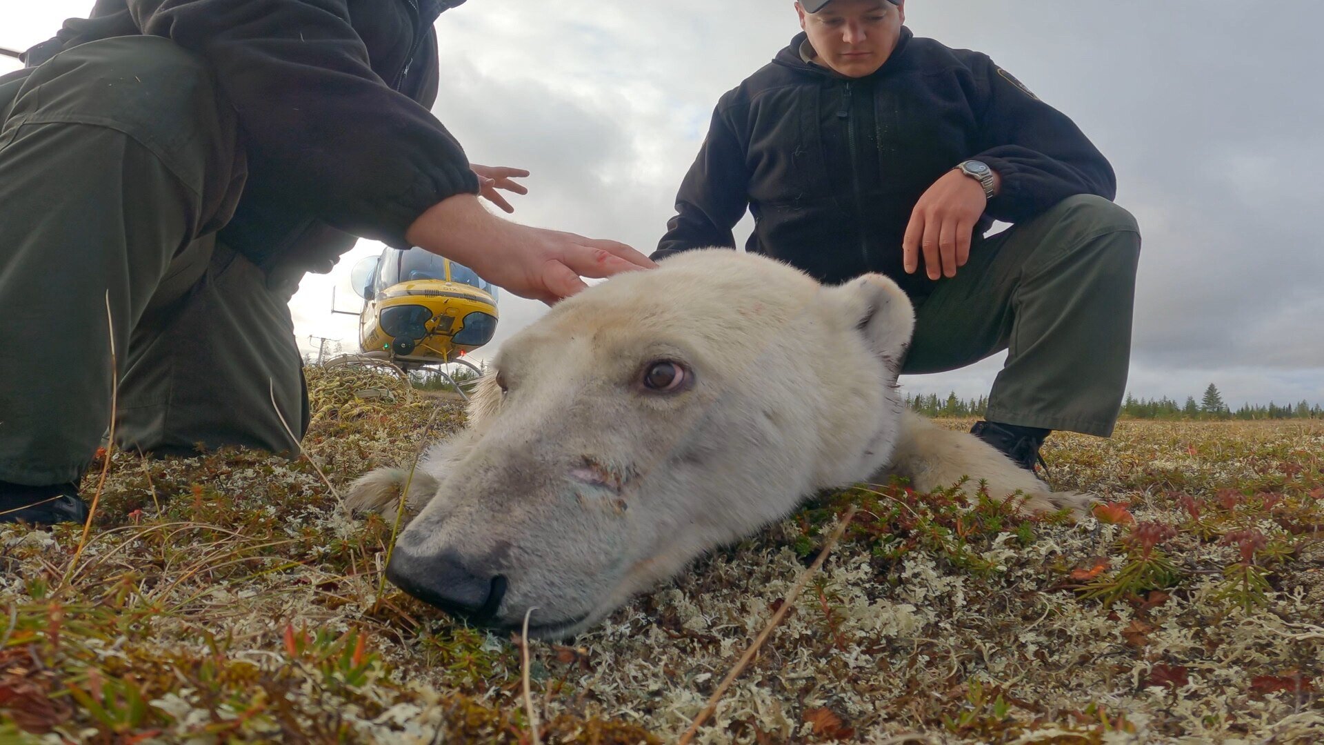 Arctic Vets S2 E02 – Grey Wolf Cancer Scare
