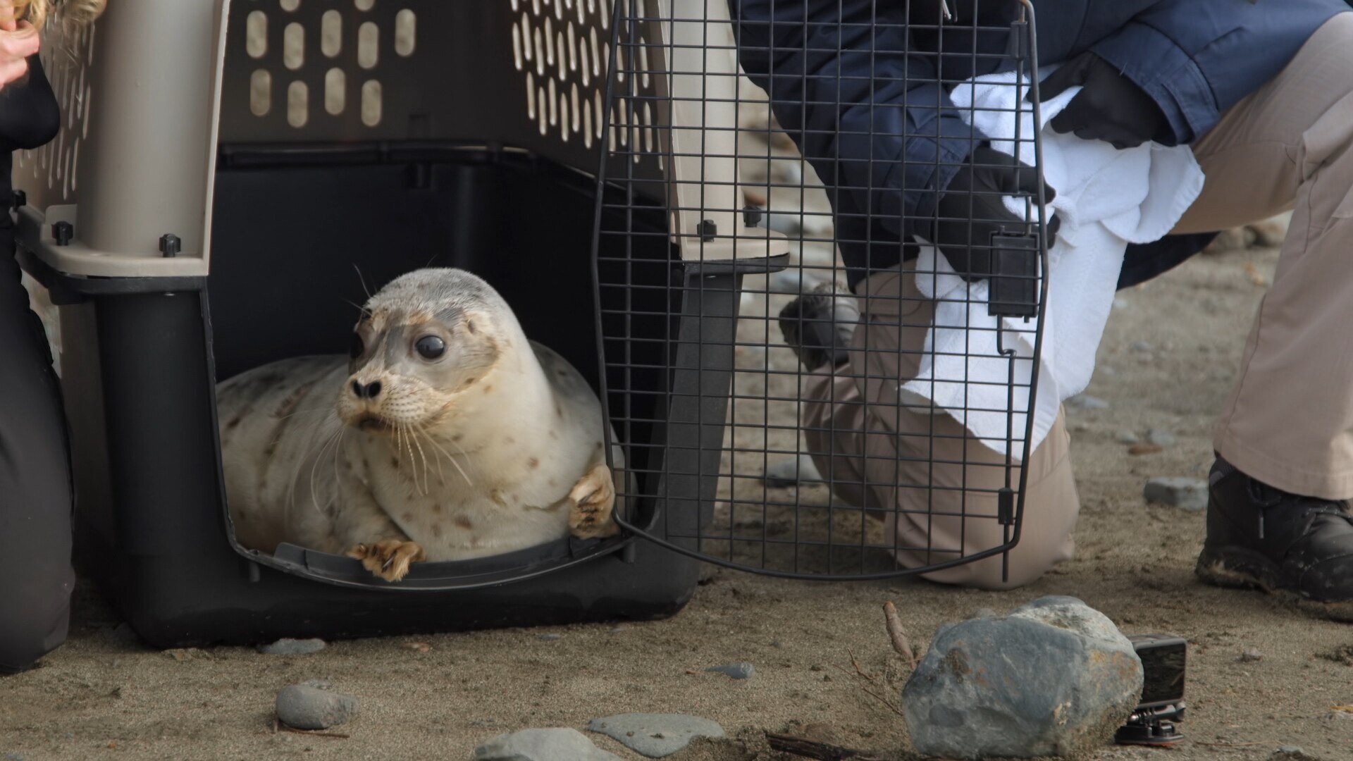 Arctic Vets S2 E04 – Alaskan Seal Rescue