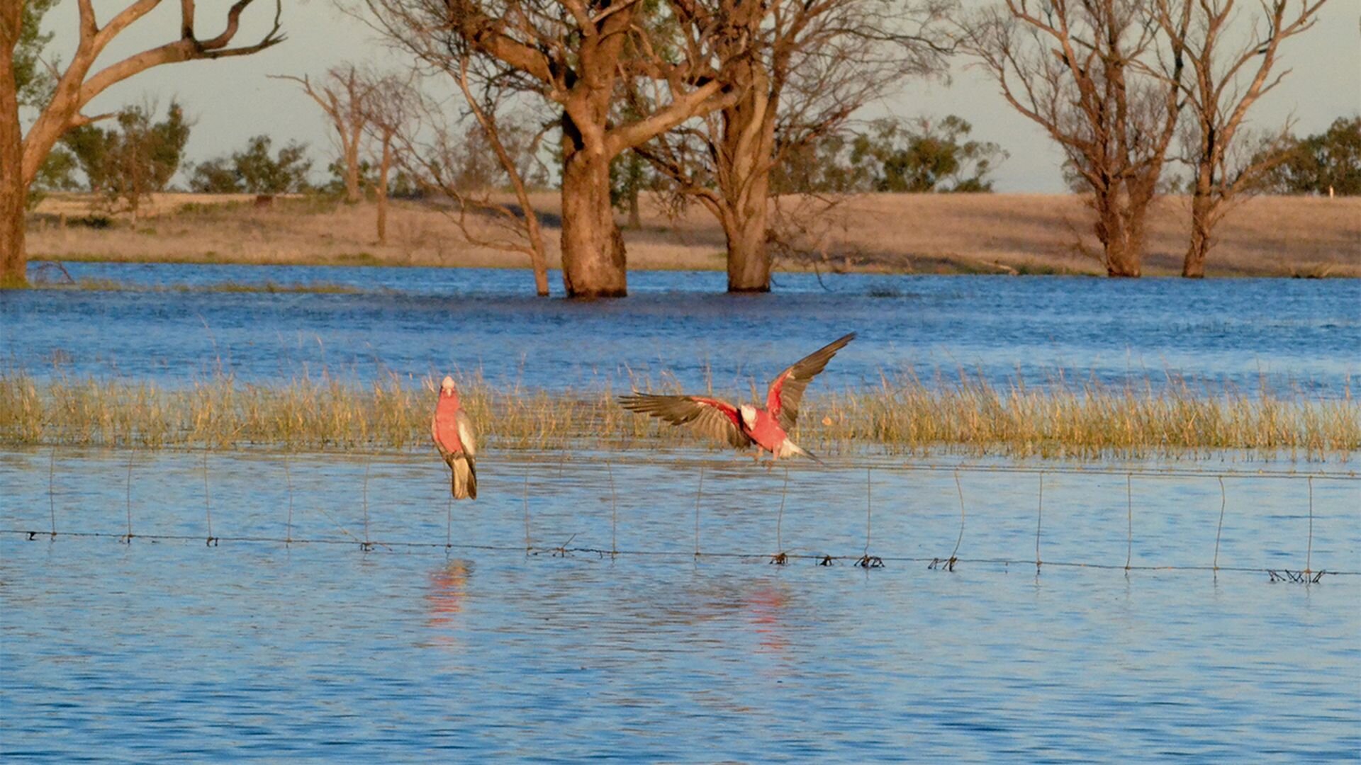Australia Remastered S6 E04 – Flood