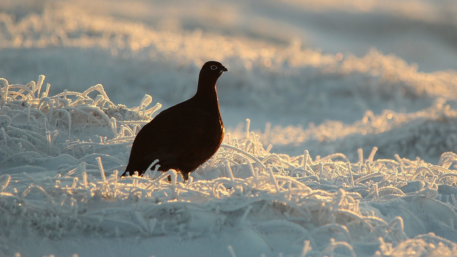 Winterwatch Unsprung S2015 E04 – Episode 4