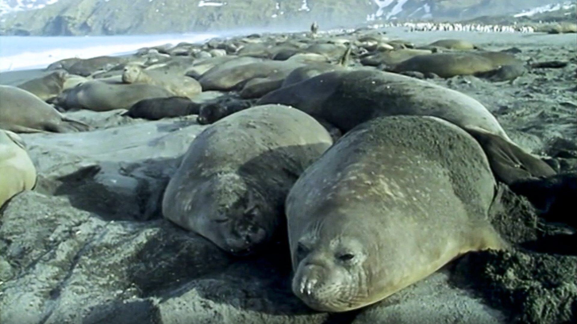 Life in the Freezer S1 E02 – The Ice Retreats