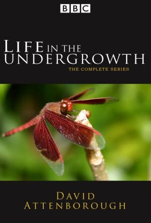 Life in the Undergrowth – official series poster, BBC One