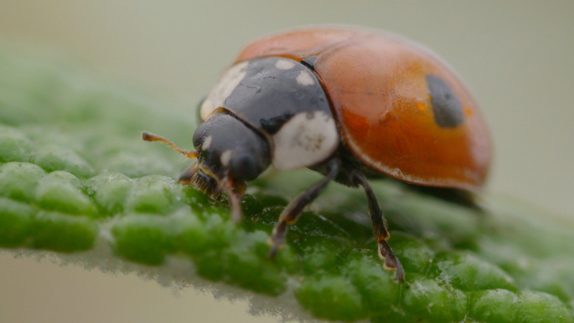 Ladybirds