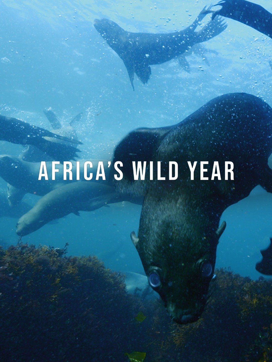 africa-s-wild-year-tvmaze