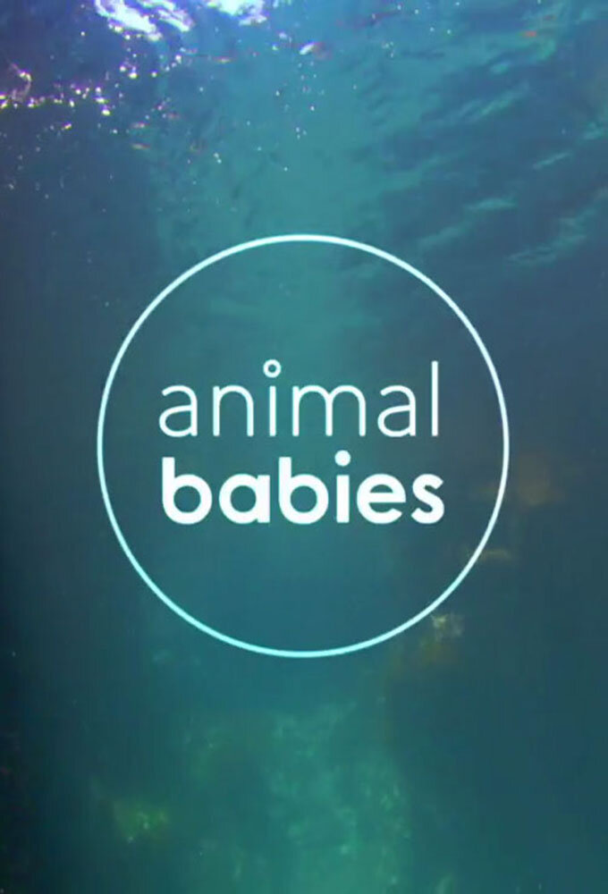 Animal Babies poster