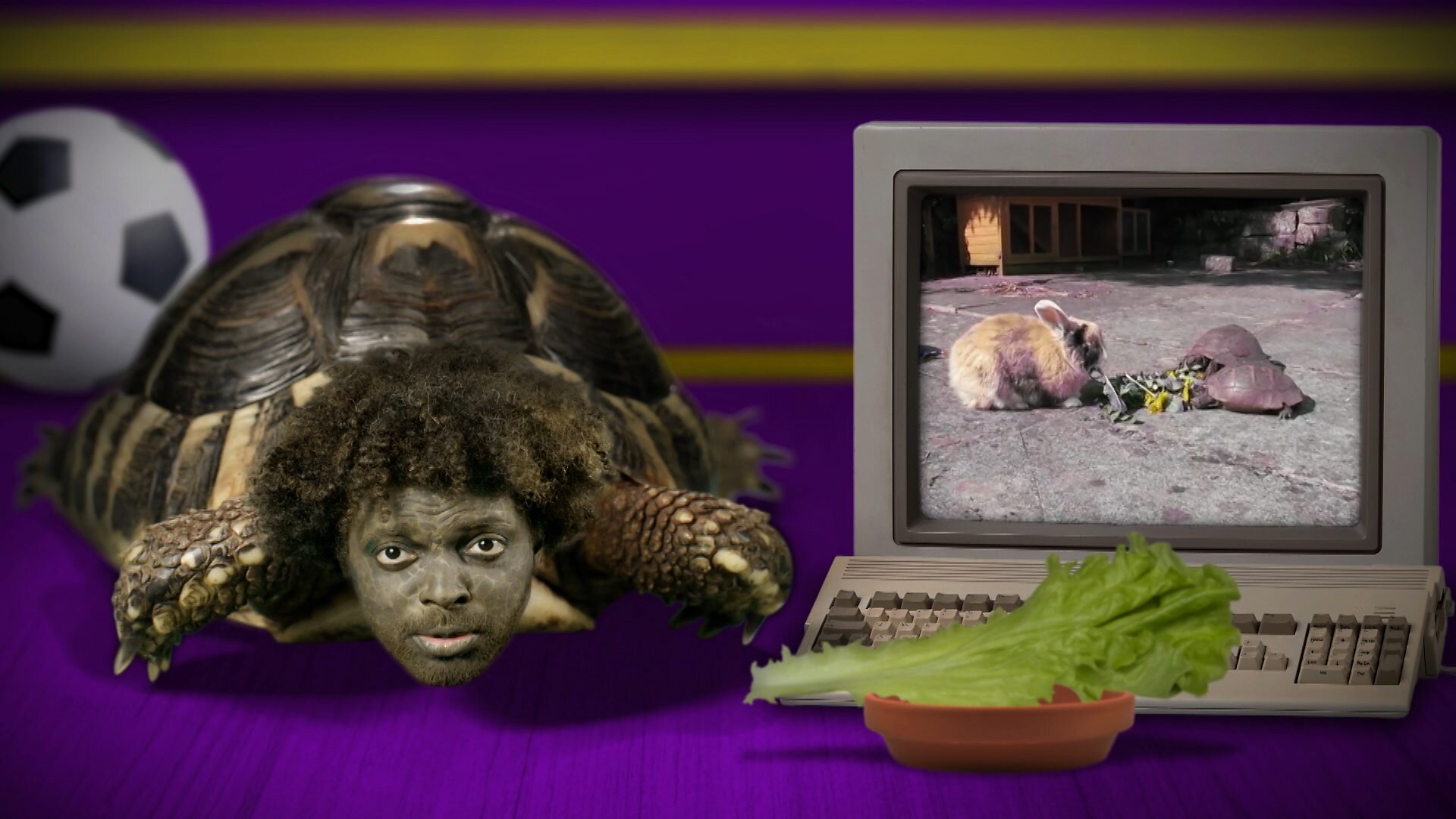 Tortoise vs Hare
