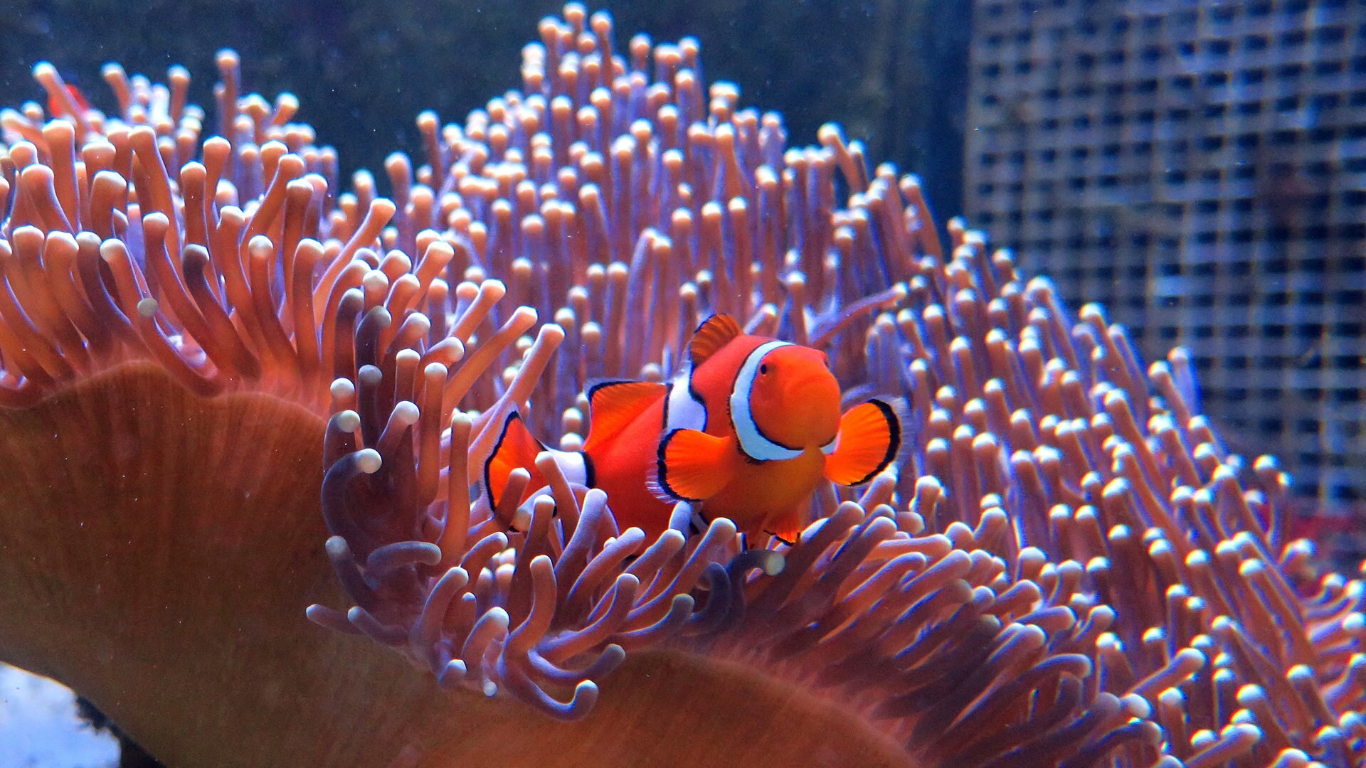 Great Barrier Reef with David Attenborough S1 E03 – Episode 3