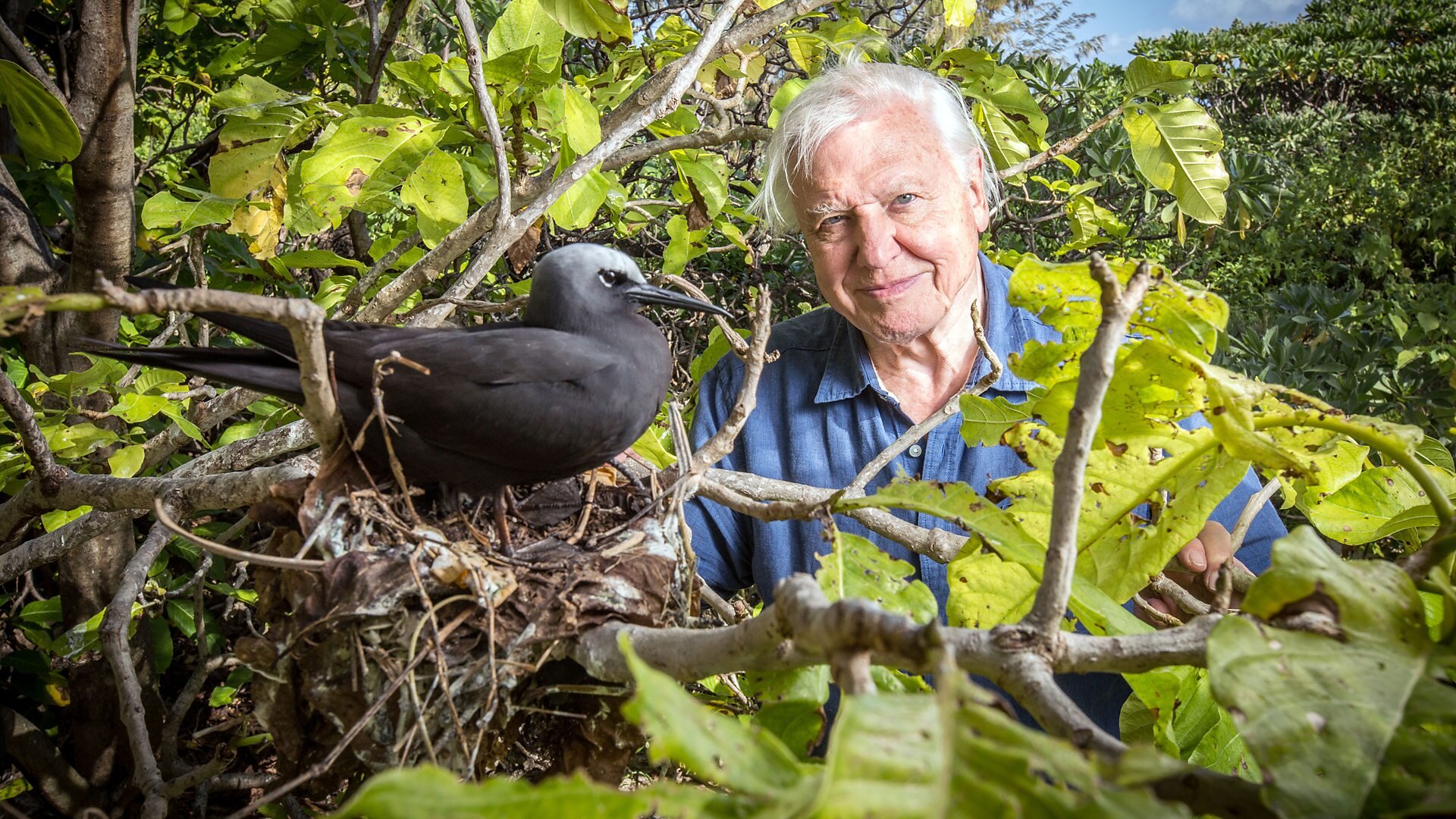 Great Barrier Reef with David Attenborough S1 E02 – Episode 2