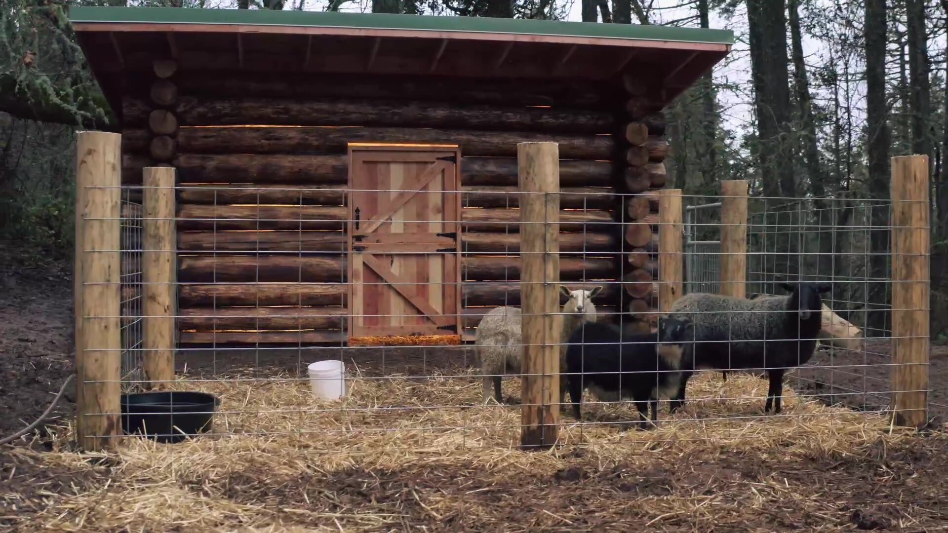 Lincoln Log Masters S1 E04 – A Raptor's Delight