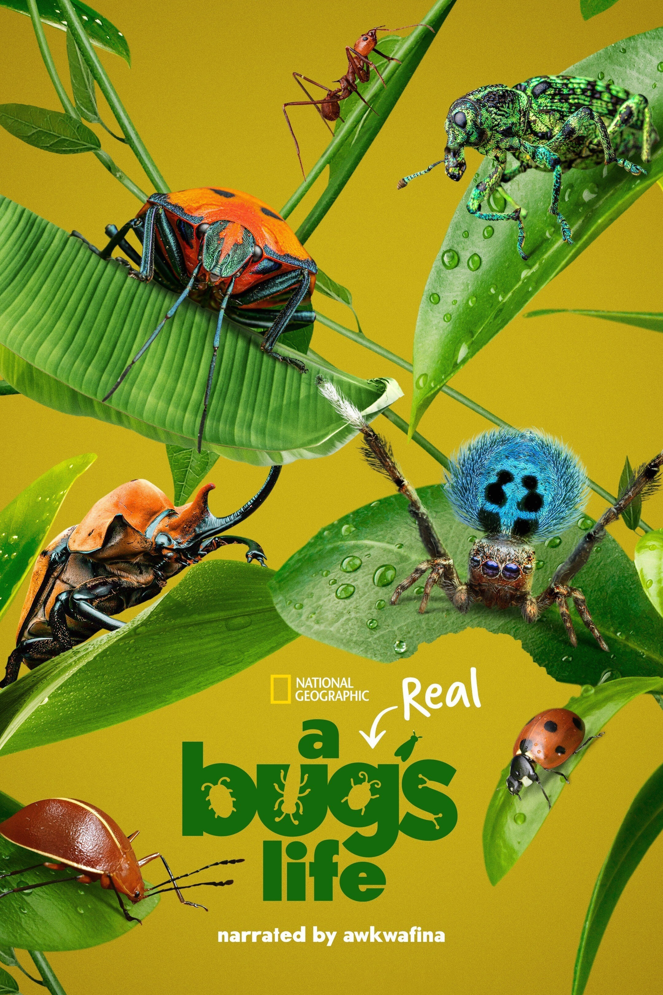 Real bugs life