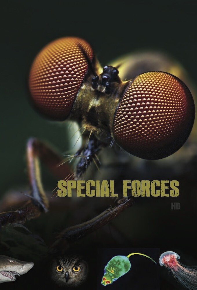 Animal Special Forces poster