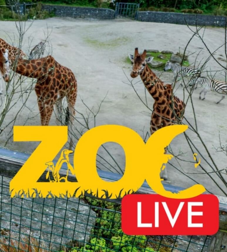 zoo zürich störche live stream