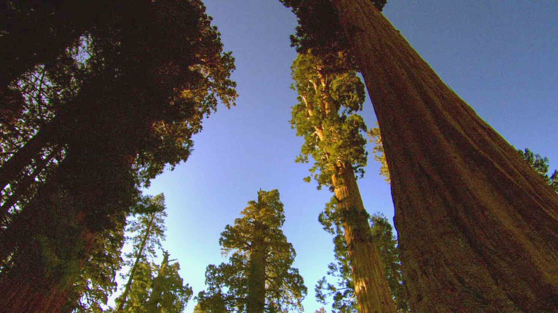 Sequoia Light