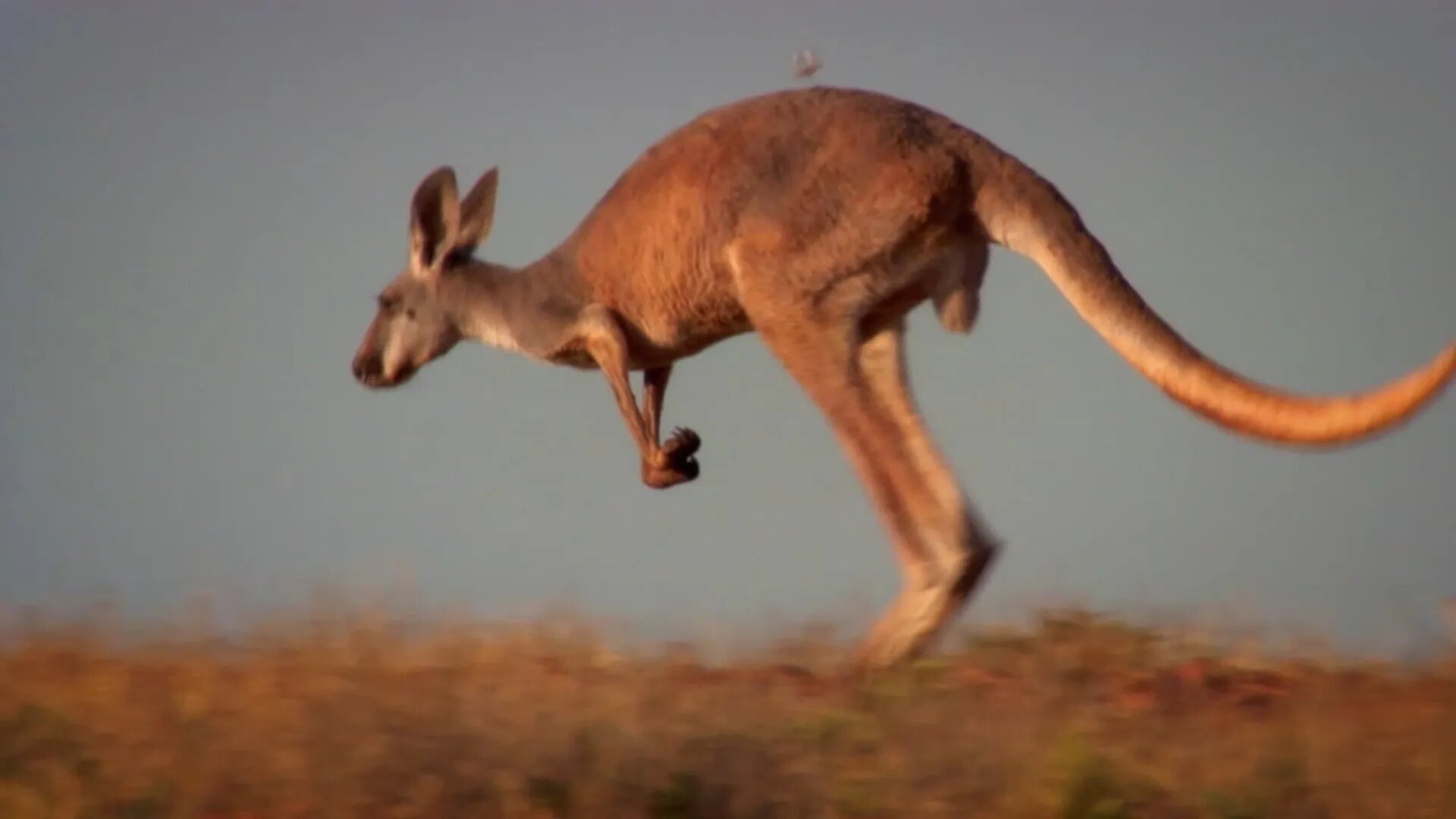 Australia's Wild Moments S1 E05 – Boom and Bust
