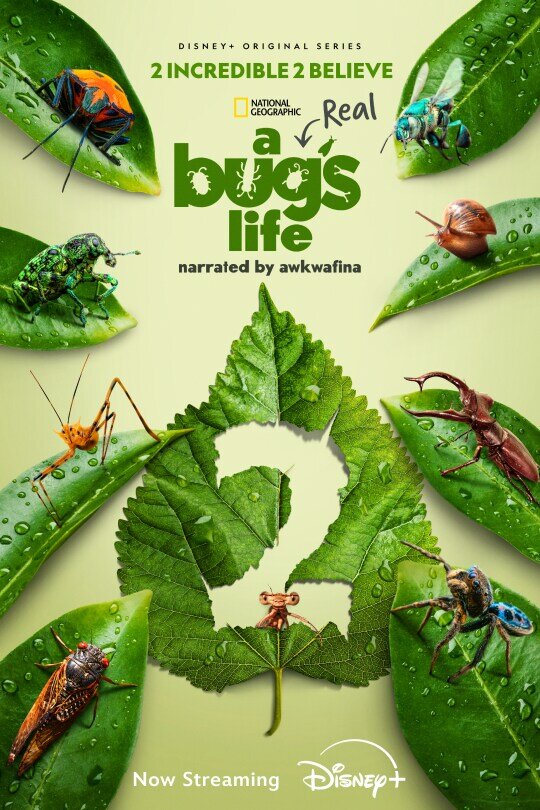 A Real Bug's Life poster