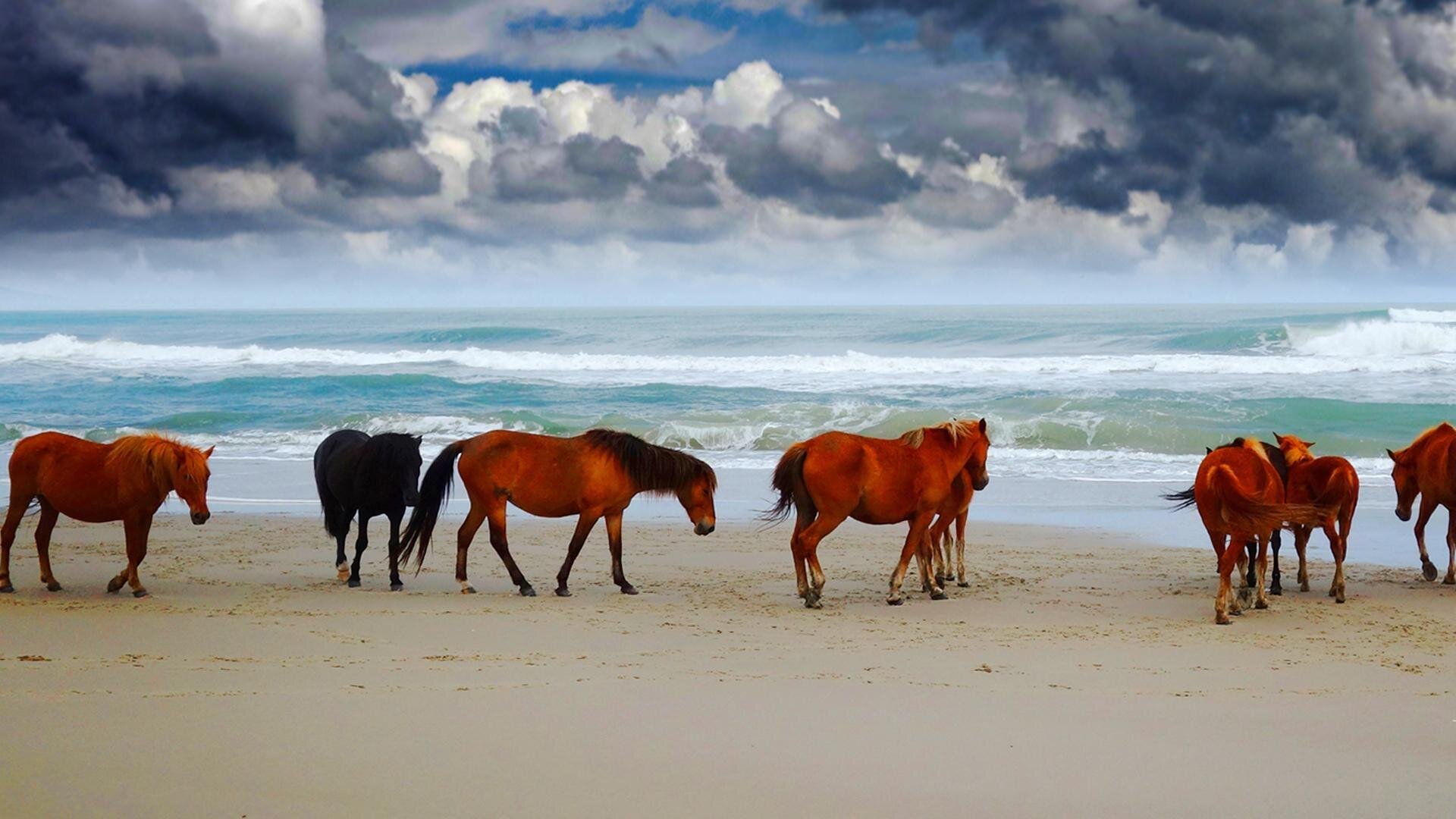 Overview S1 E03 – Wild Horses: America's Most Beloved Invasive Species?