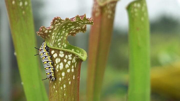 Untold Earth S2 E05 – Why These Bugs Live Inside Plants That Eat Them