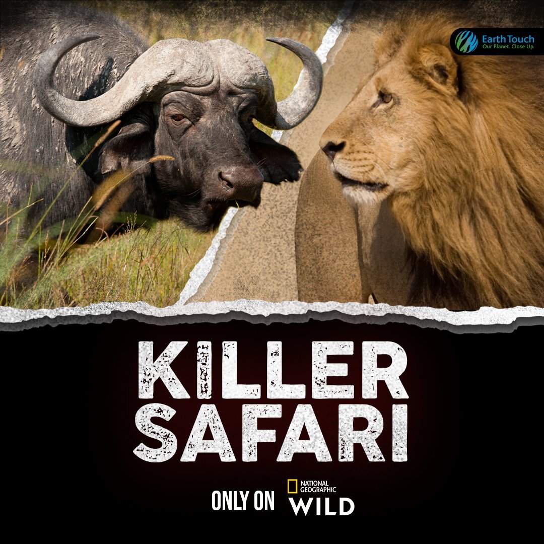 Killer Safari poster