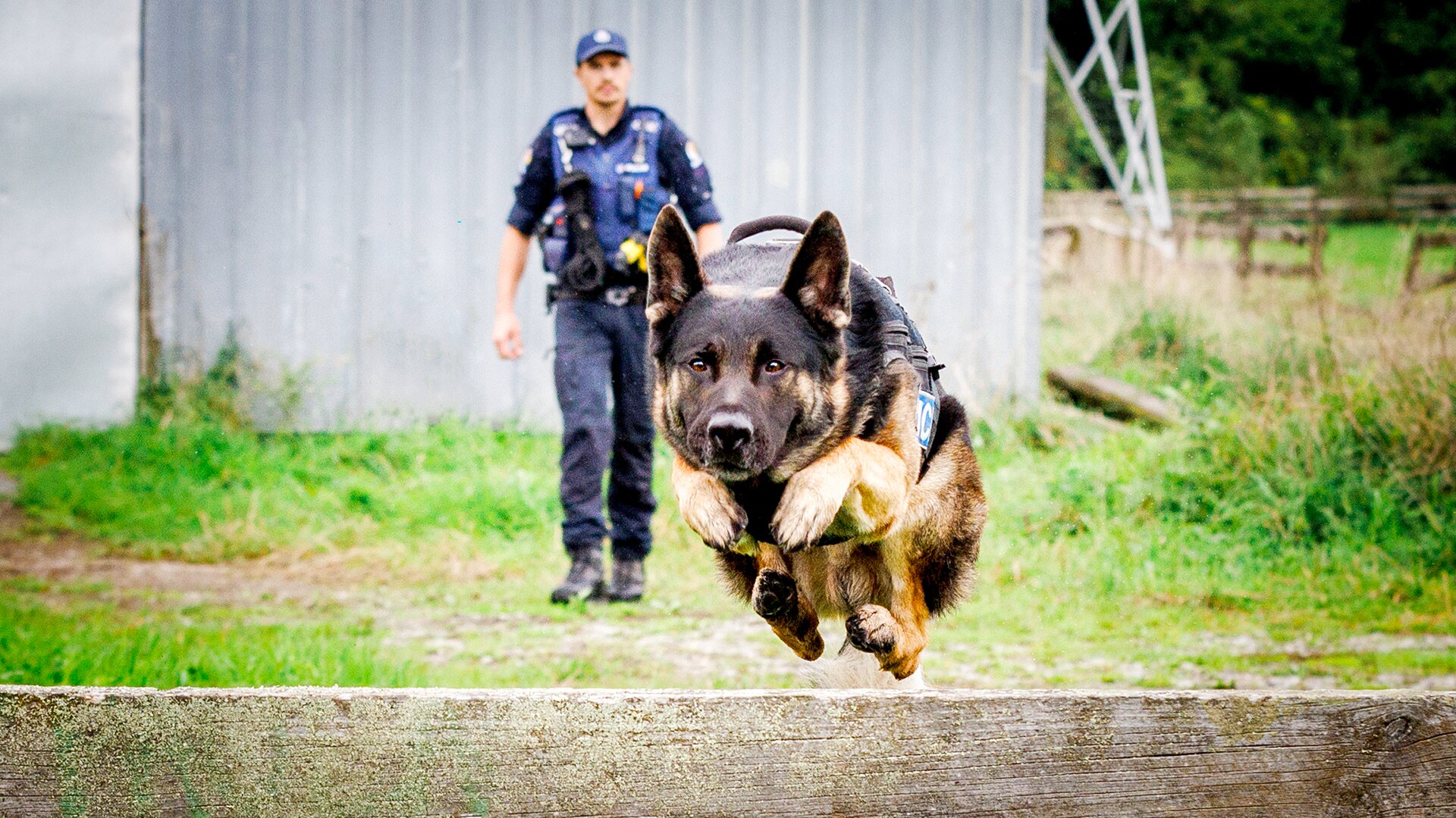 Dog Squad S14 E01 – Episode 1