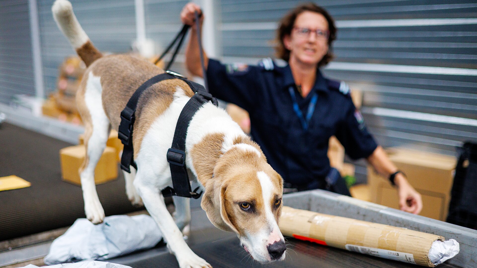 Dog Squad S14 E02 – Episode 2