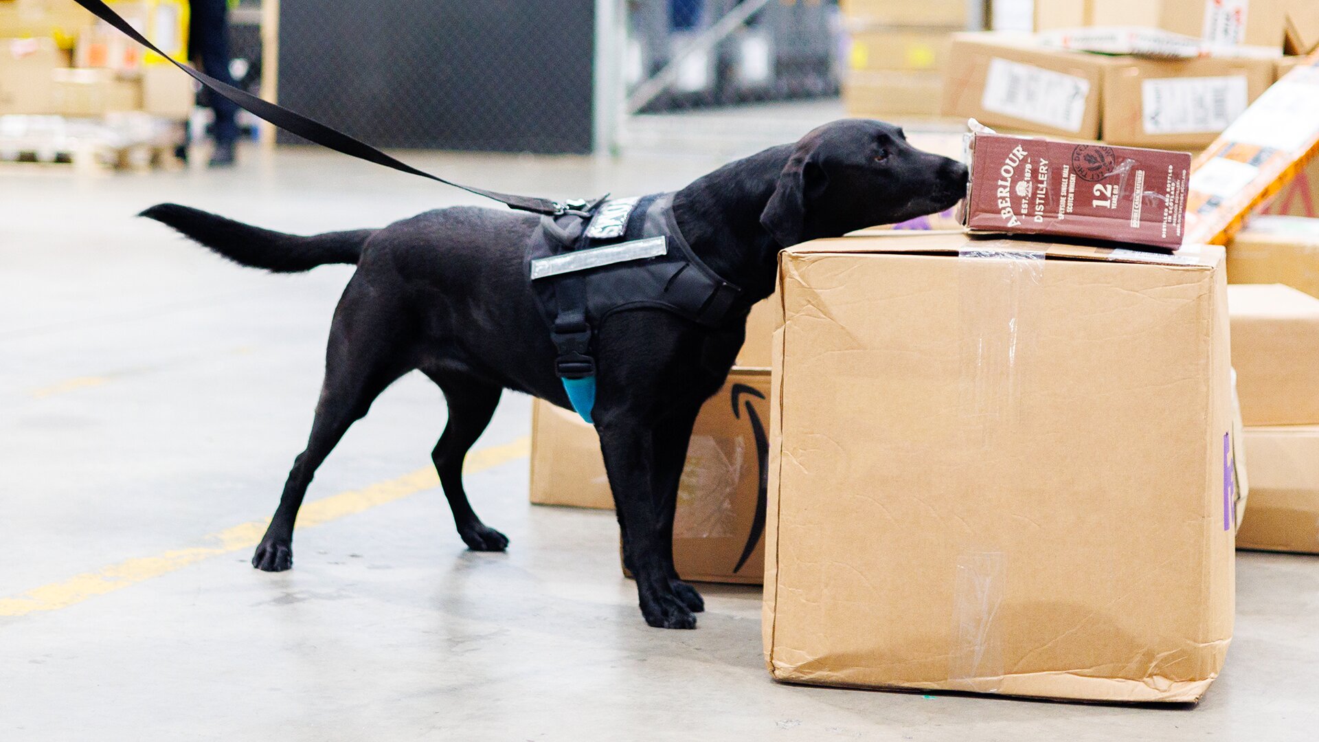 Dog Squad S14 E04 – Episode 4