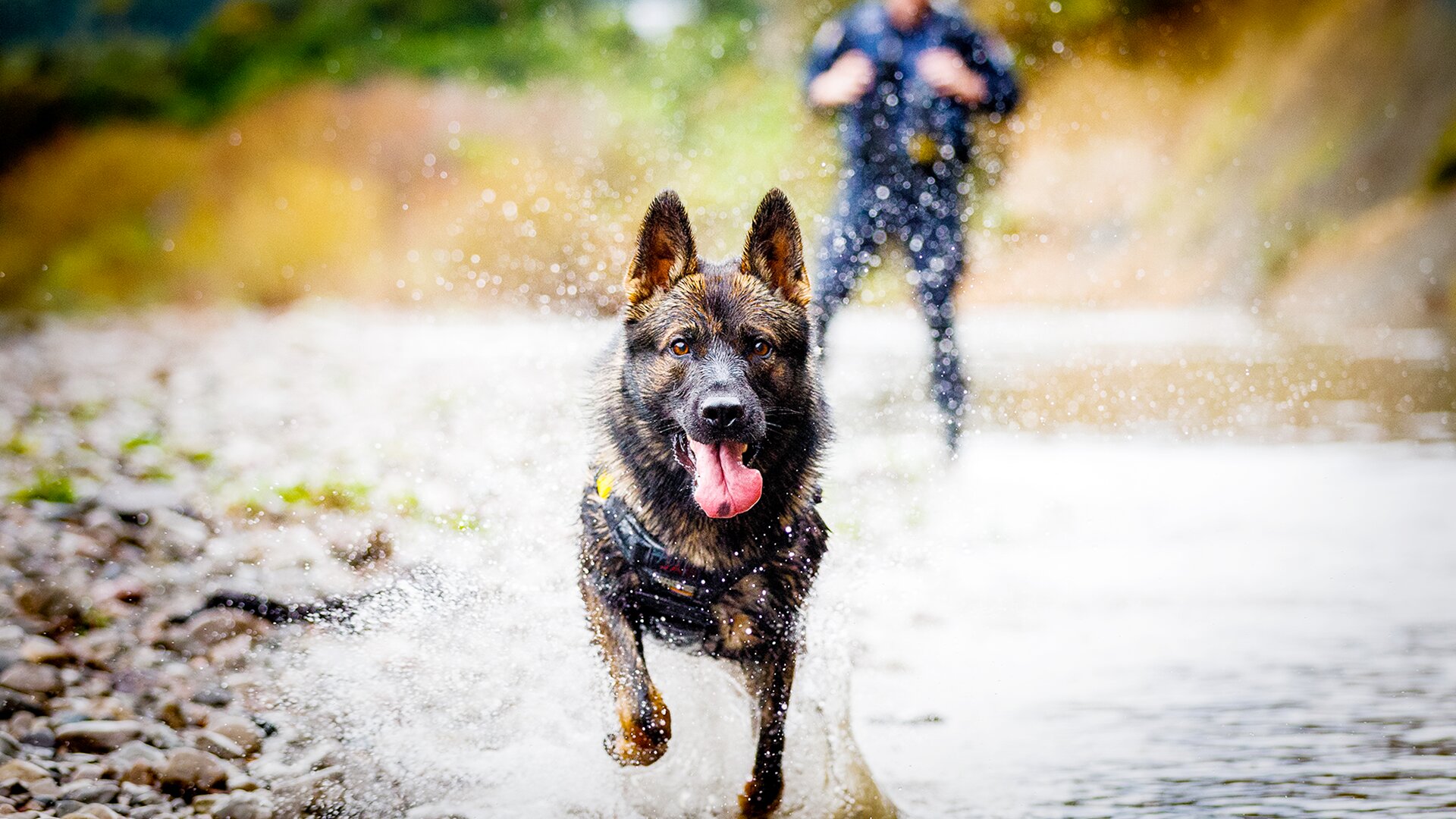 Dog Squad S14 E06 – Episode 6