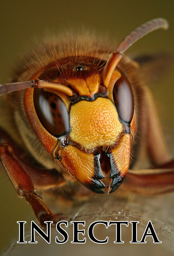 Insectia poster
