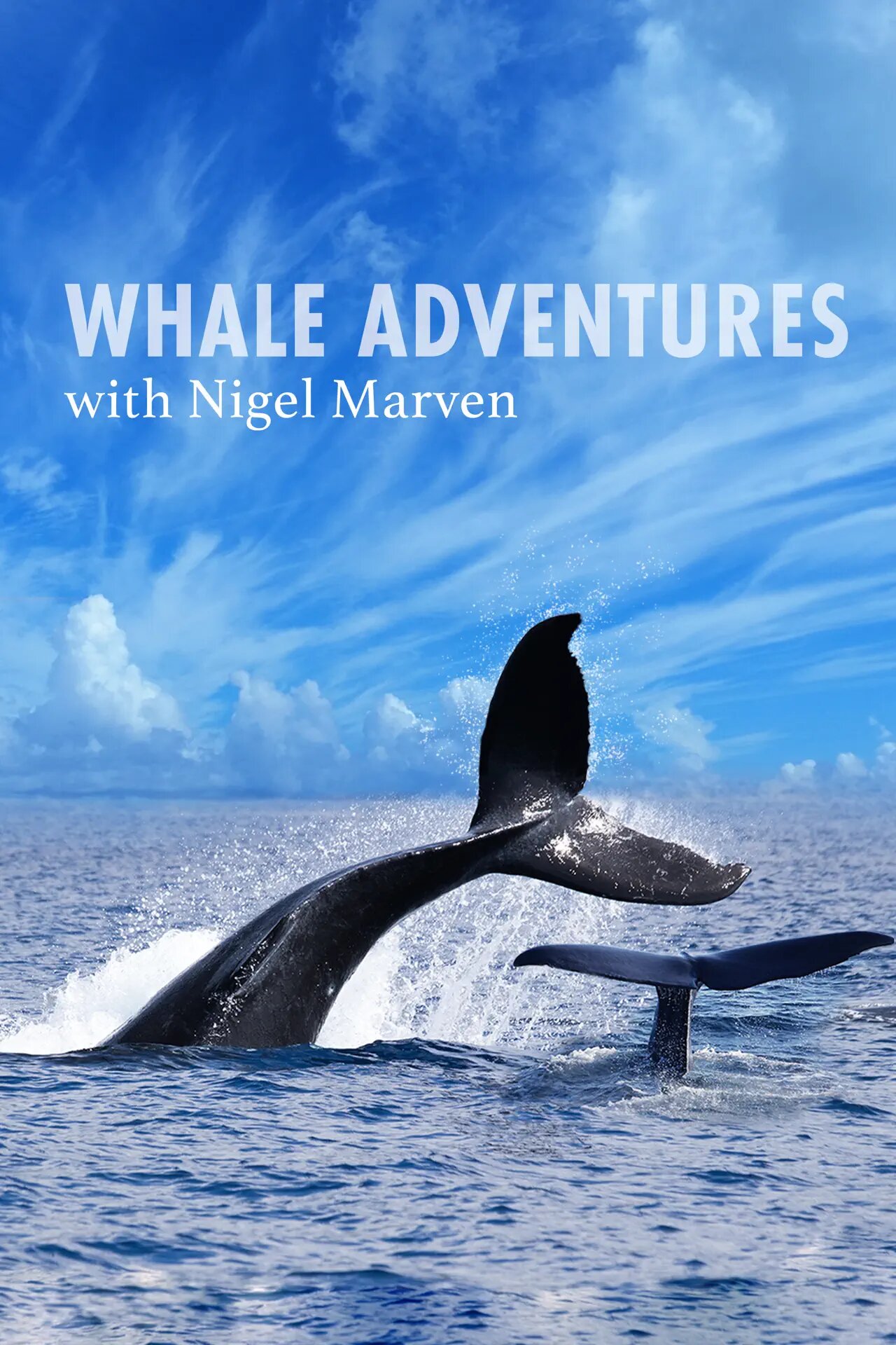 Whale Adventure with Nigel Marven poster
