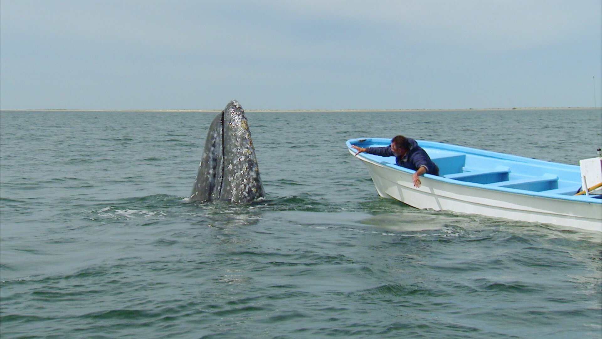 Whale Adventure with Nigel Marven S1 E01 – An Incredible Journey Begins