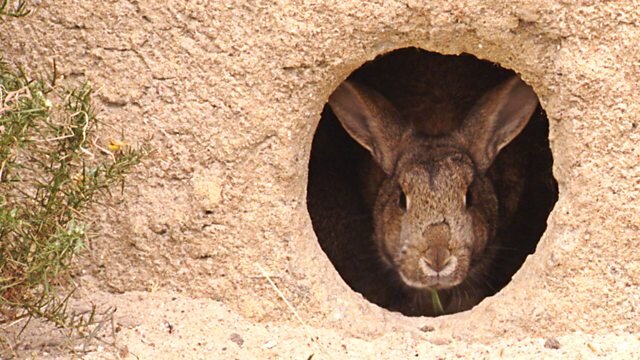 The Burrowers: Animals Underground S1 E01 – Episode 1