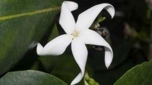 Kingdom of Plants S1 E03 – Survival
