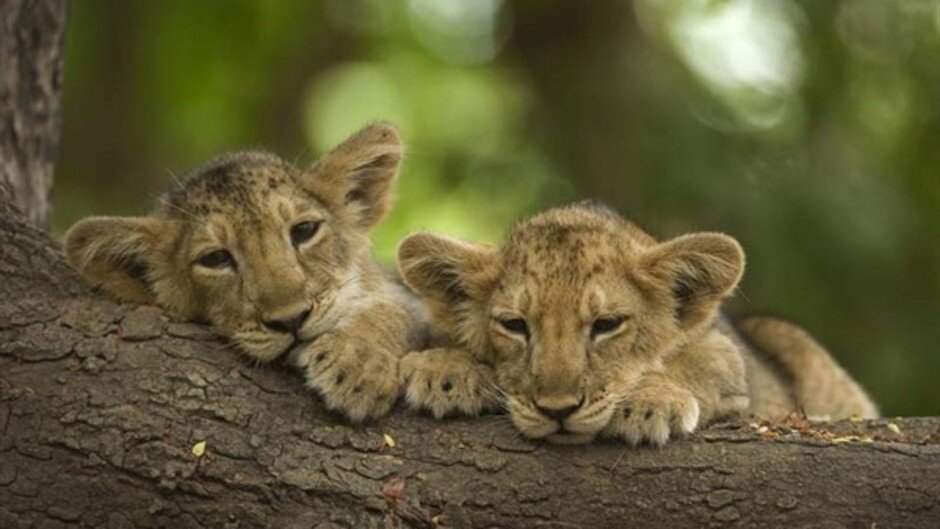 Secrets of Wild India S1 E03 – Desert Lions