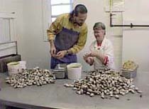 Lovage Clam Chowder