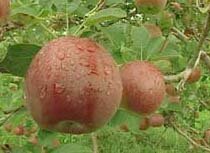 Two Apple Soups
