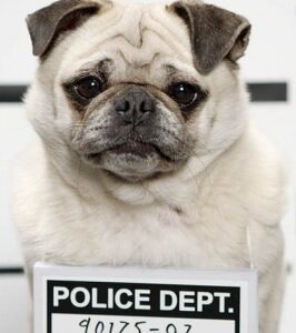 Secret Life of Dogs poster